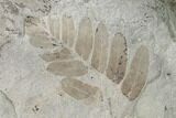 Pennsylvanian Fossil Fern (Macroneuropteris) Plate - Kentucky #158547-1